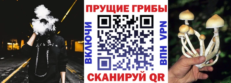 цена наркотик  Бакал  Псилоцибиновые грибы прущие грибы 